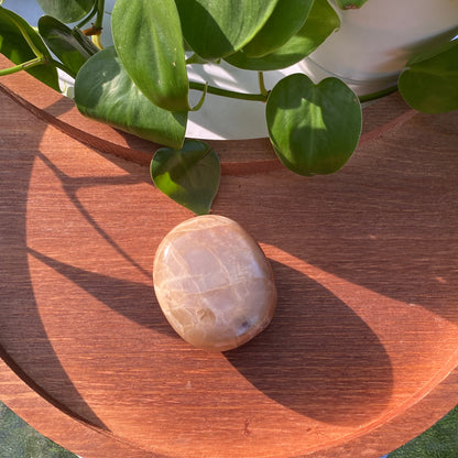 Peach Moonstone Palms